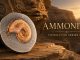 Ammonite - Fossil 3D Series UHR Shaped Niue Island 2026 2oz pure silver coin
