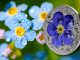 Palau 2023 10 Dollars Forget Me Not flower pure 2oz silver coin